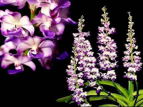 Rhynchostylis coelestis
